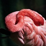 Une boule de flamingo. Ole!. -  אדום עולה ! ויווה אתלטיקו פלמינגו  